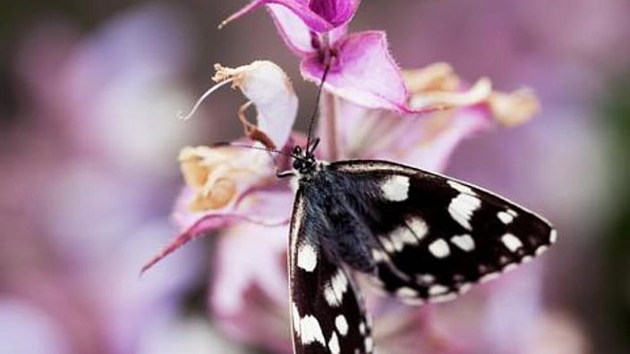 Schmetterling auf einer Blume