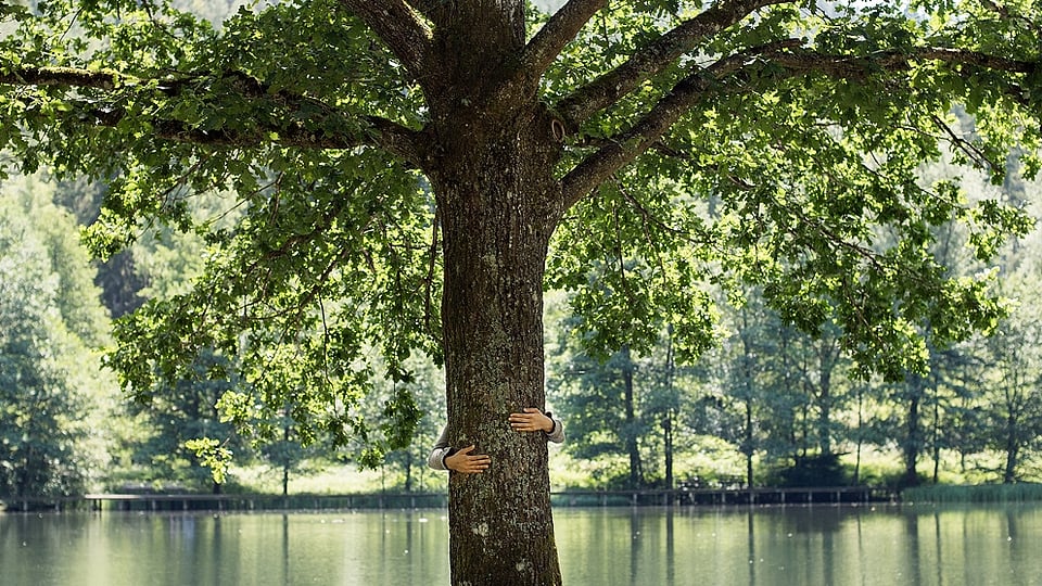Un homme enlace un arbre au bord d'un lac