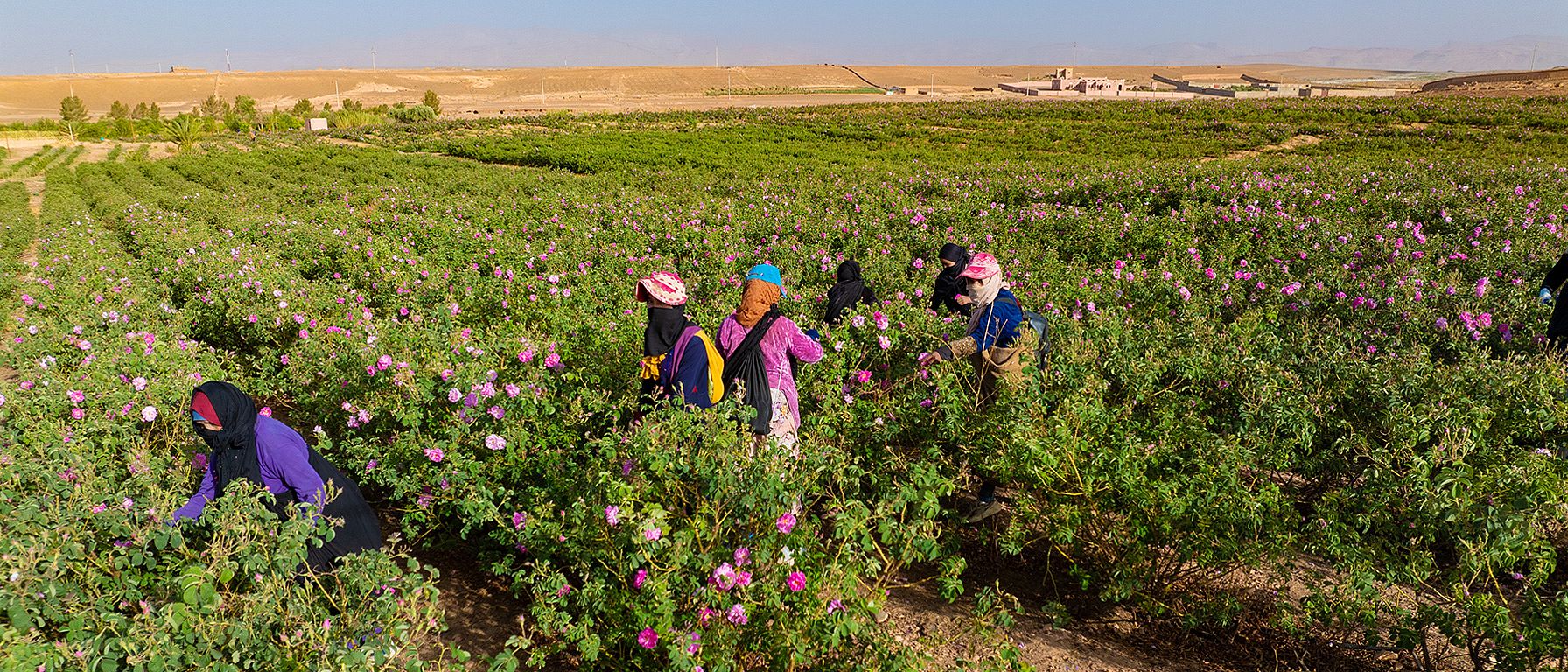 Des femmes récoltent des roses au Maroc