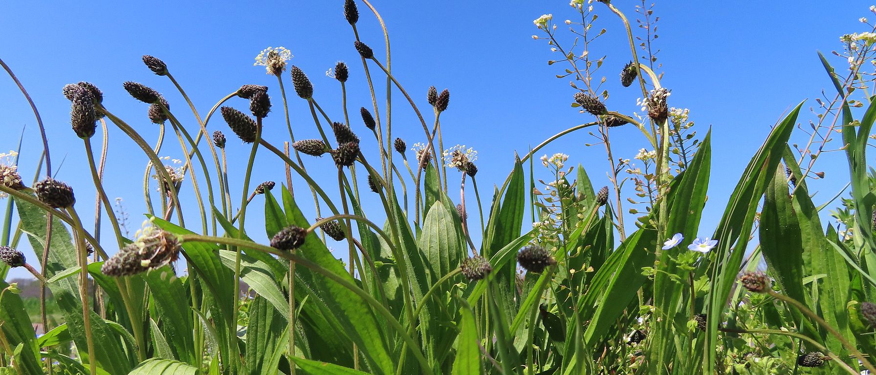 Wiese unter blauem Himmel