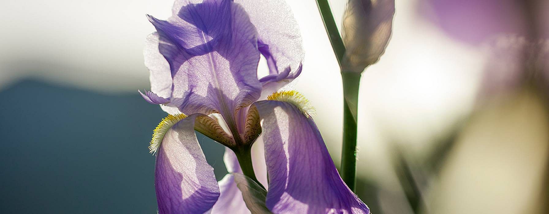 Nahaufnahme Irisblüte