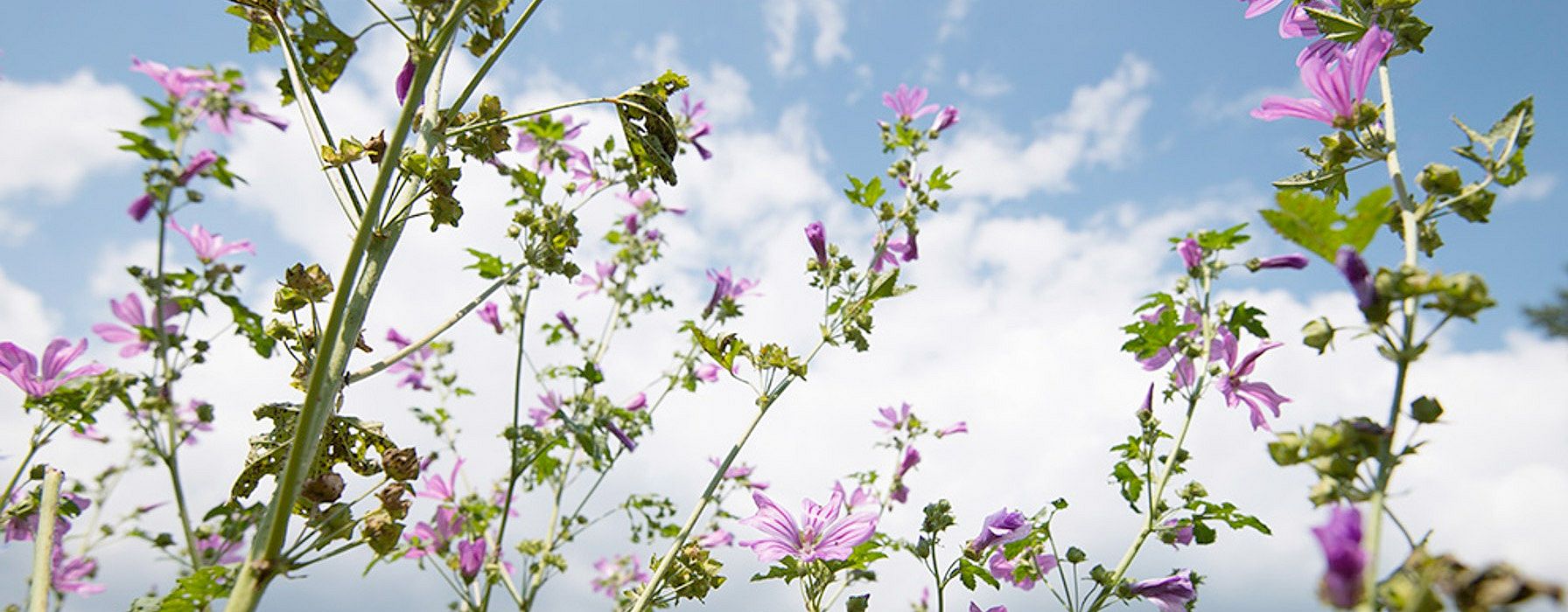 Wilde Malve mit Himmel im Hintergrund