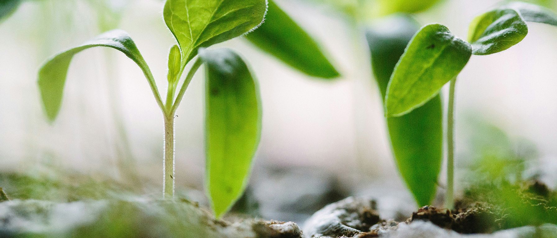 Jeunes plantes