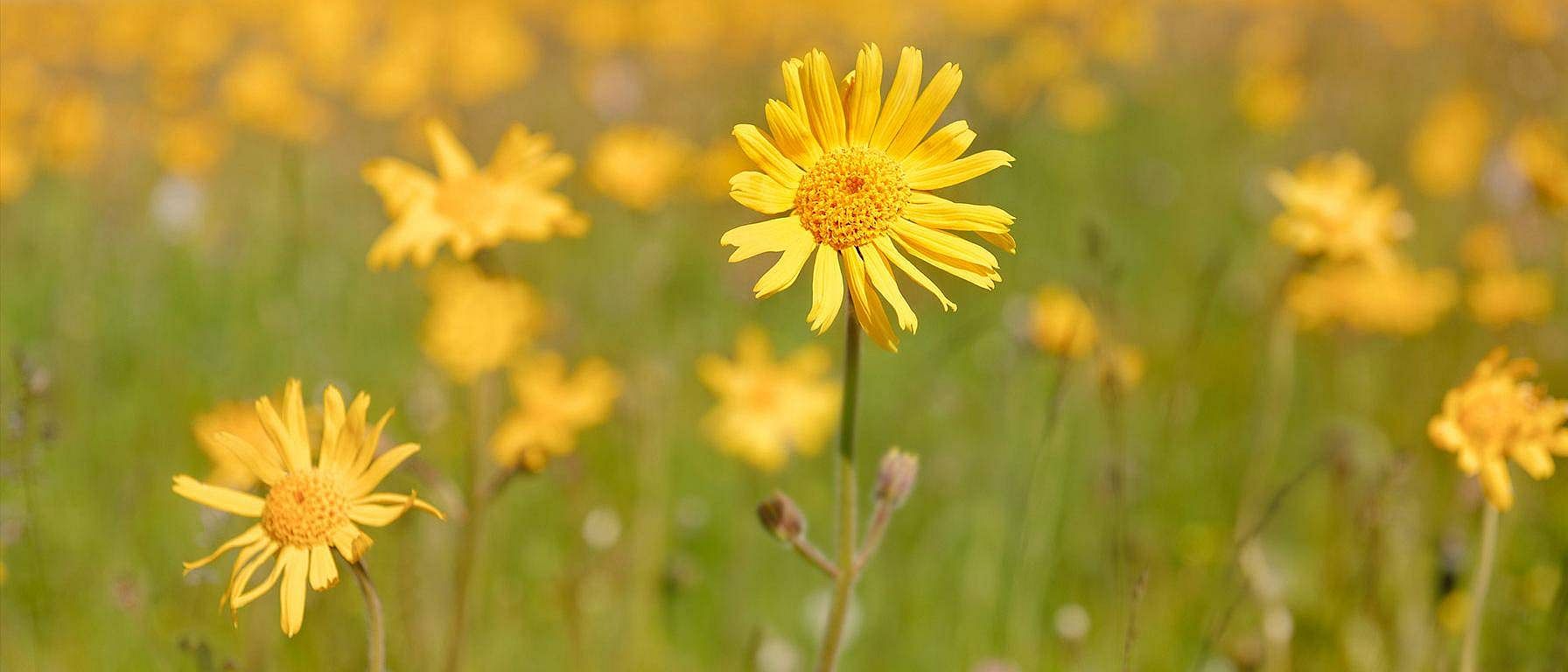 L'arnica