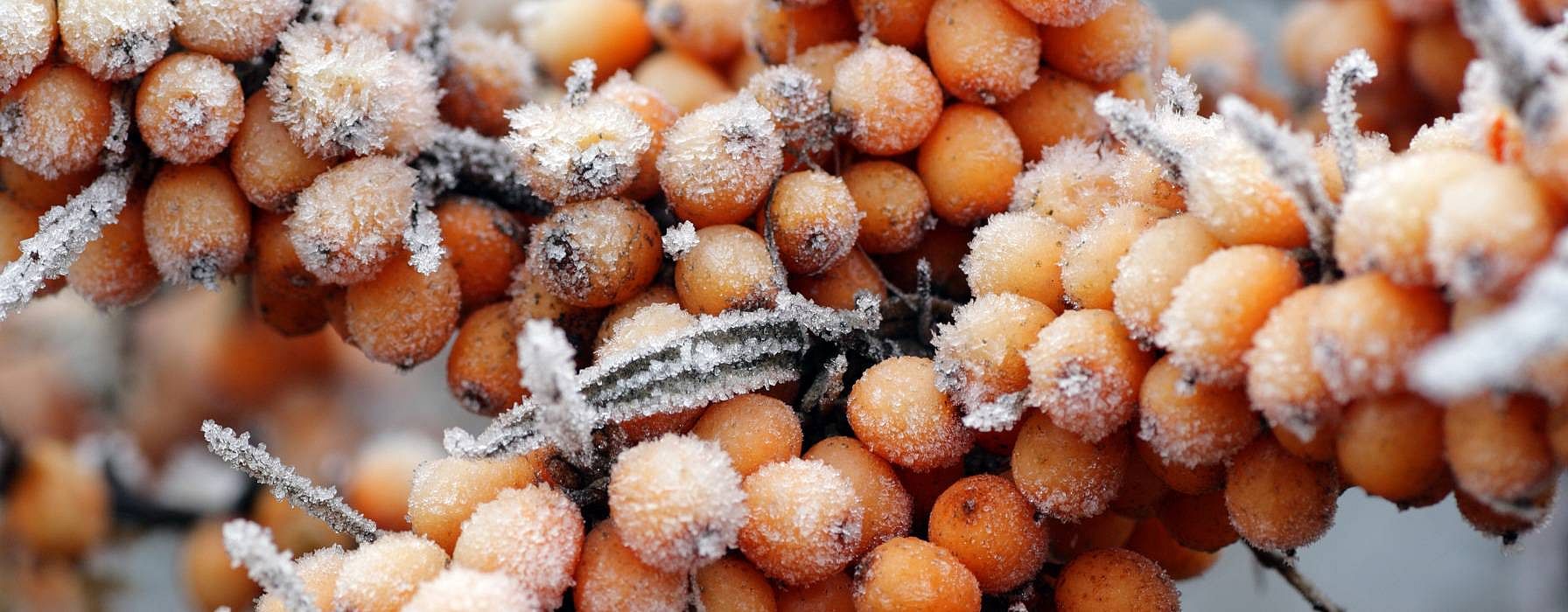 Sanddornbeeren im Frost