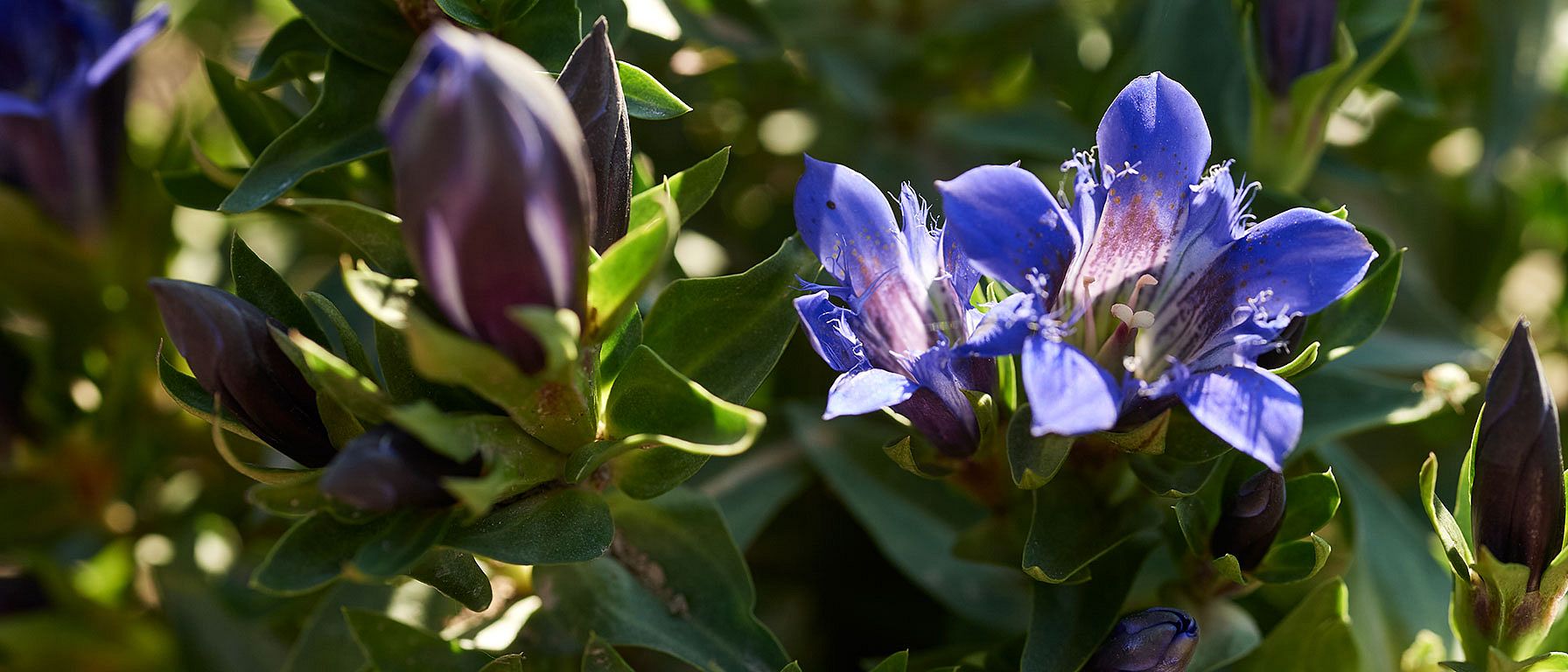 Plante de gentiane bleue