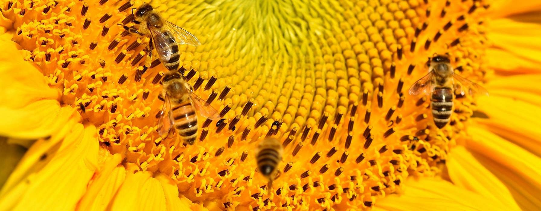 sonnenblume mit bienen