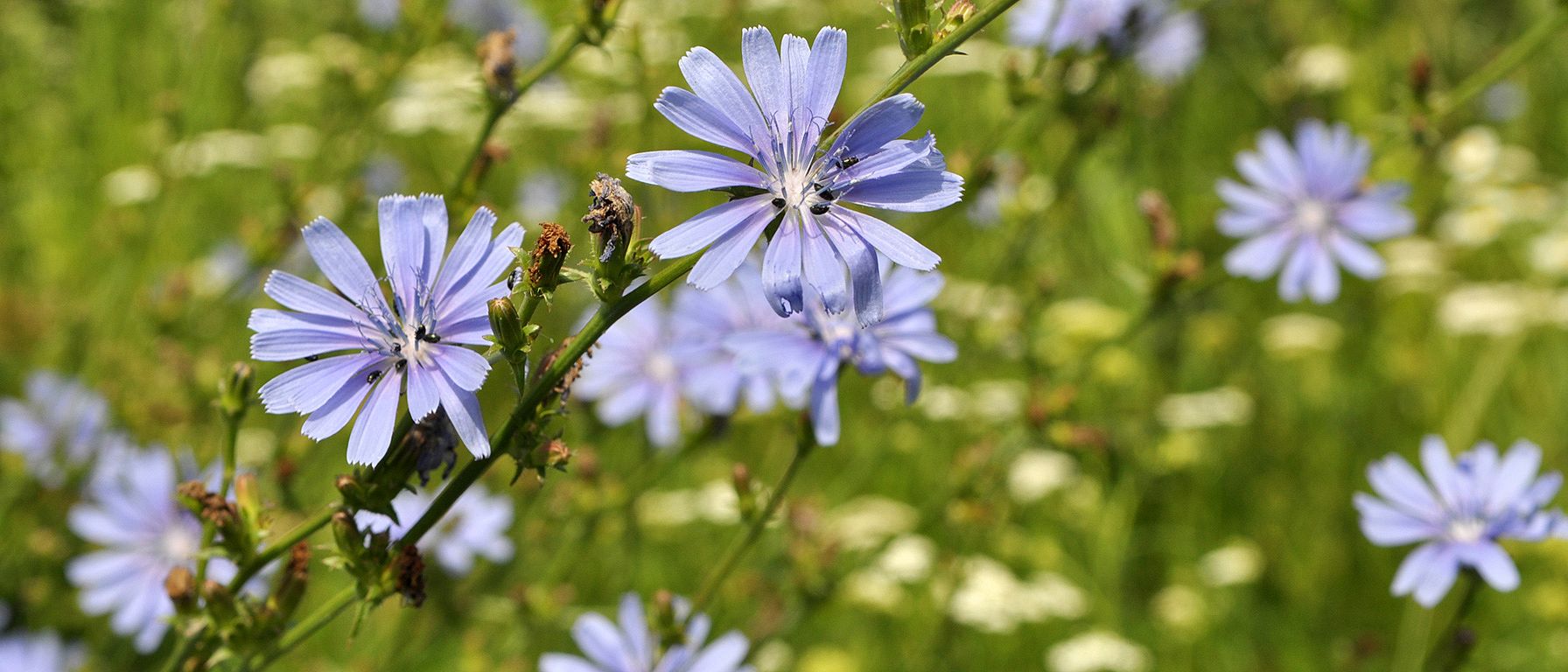 Chicorée sauvage