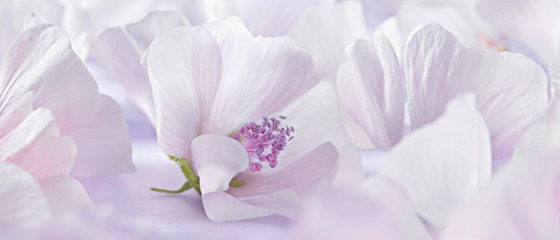 La mauve blanche