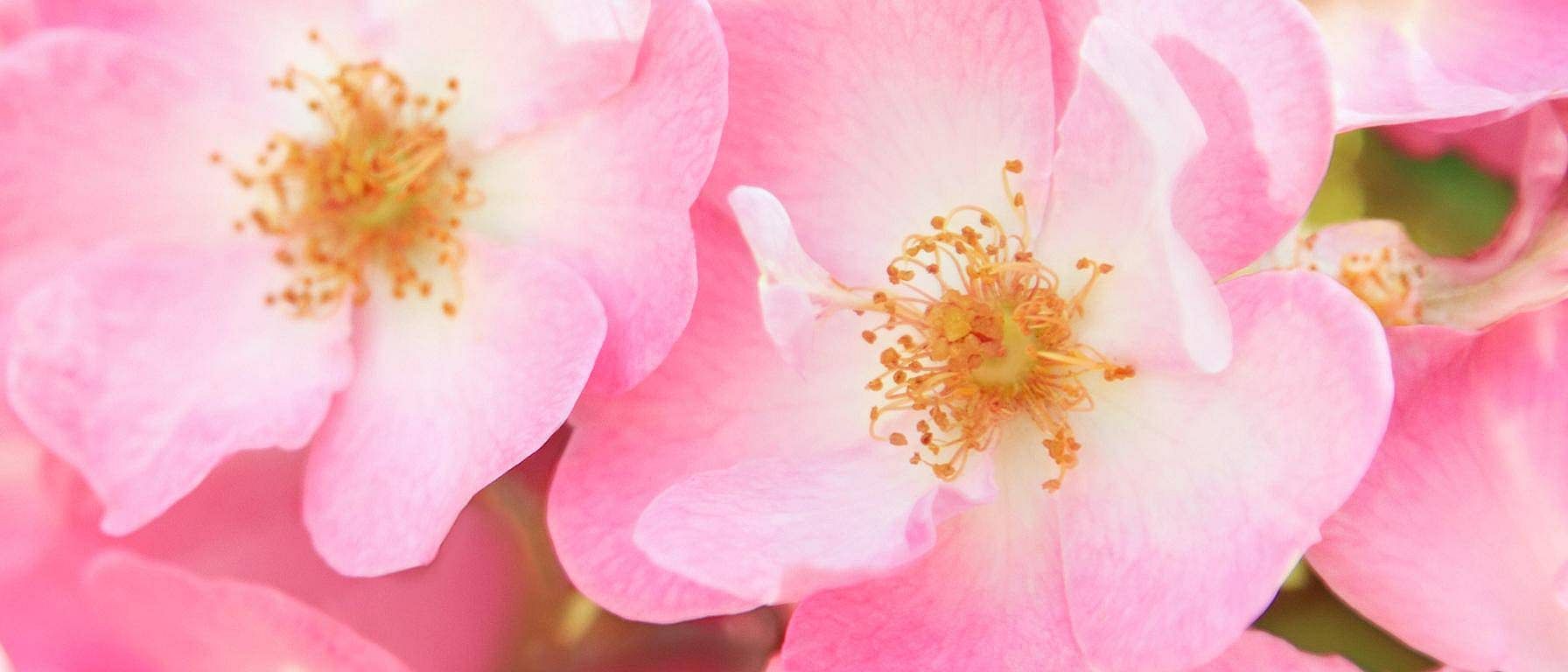 Rose Musquée
