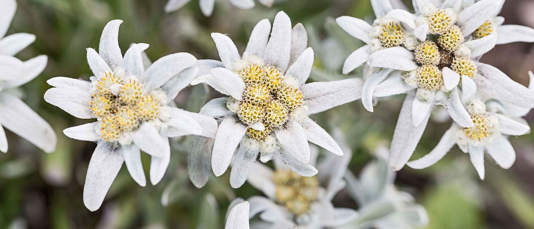 edelweiss blueten