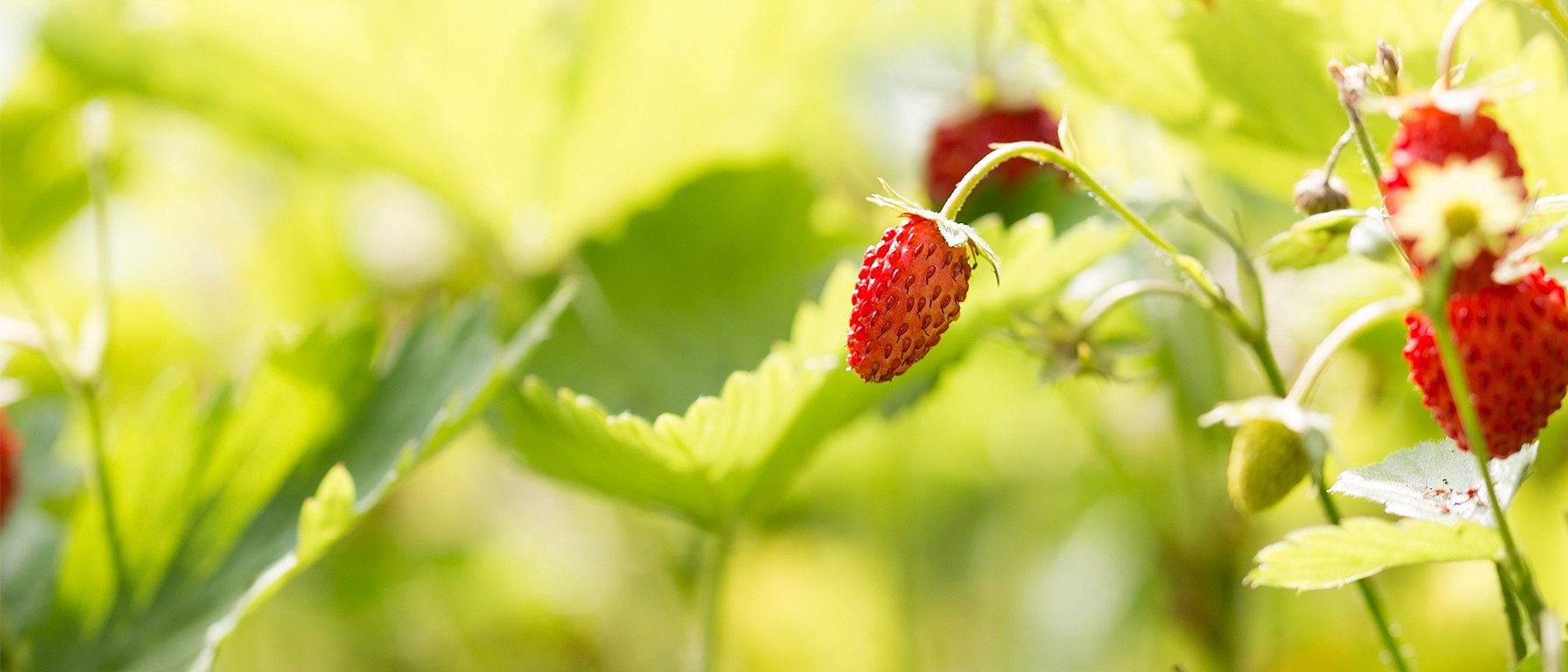 Fraise des bois