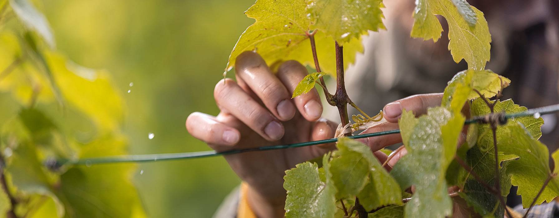 Hände an Weinreben