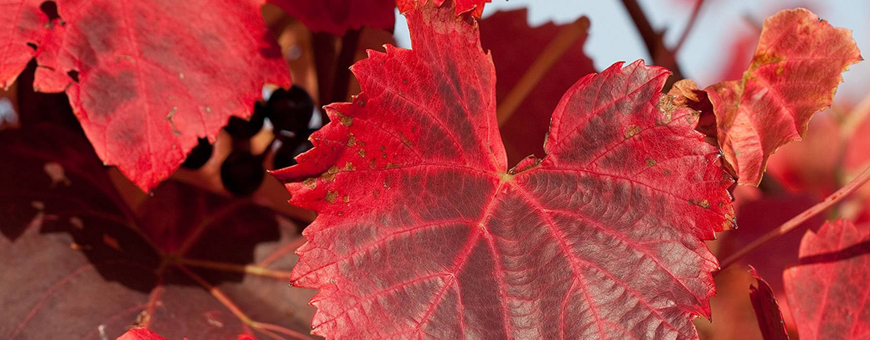 Feuilles de vigne rouges