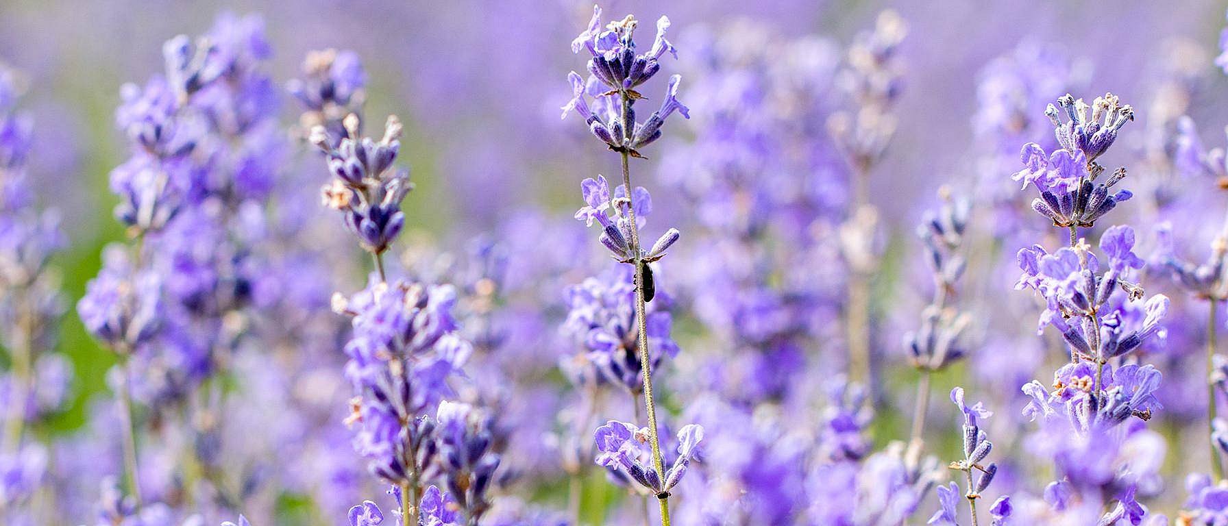 Lavendel