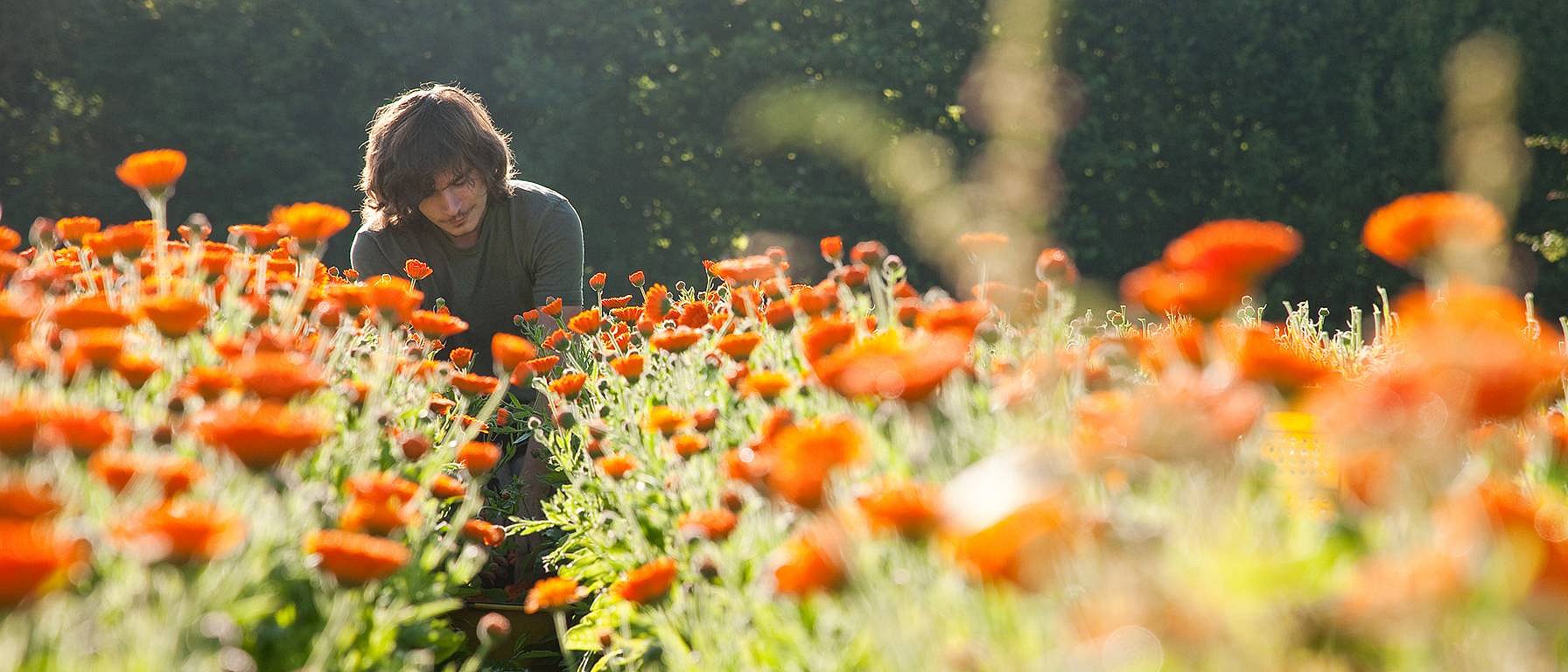 Mann bei der Calendula Ernte