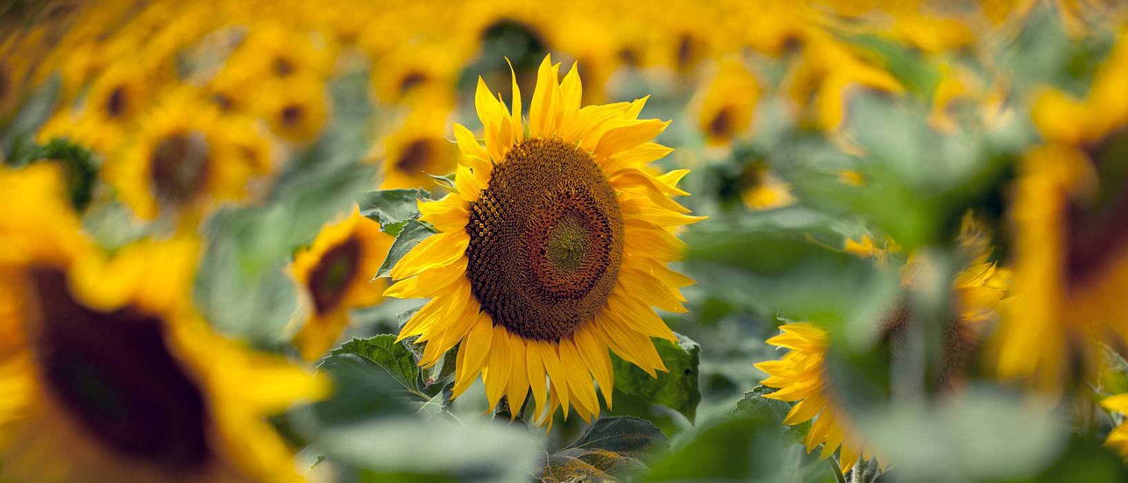 champ de tournesols