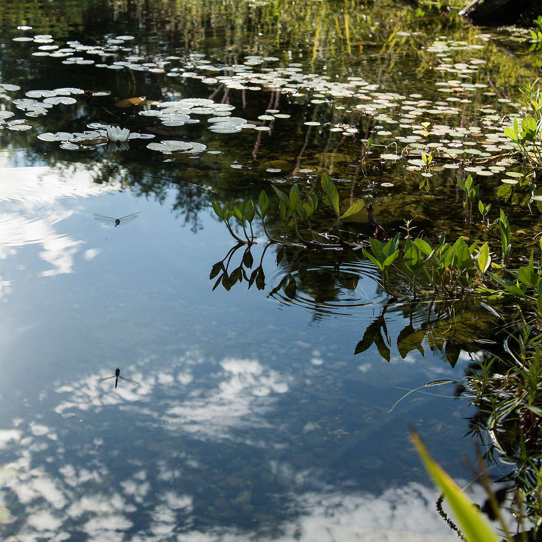 Himmel spiegelt sich im See und eine Libelle fliegt herum