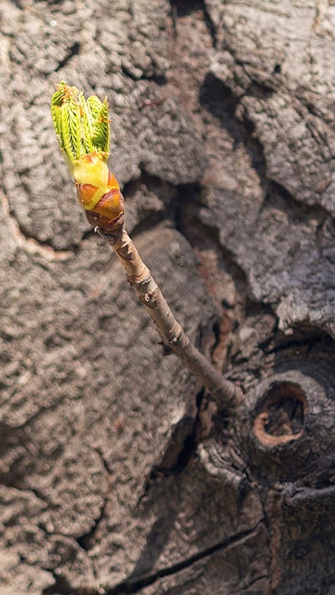 Hamamelis Zweig