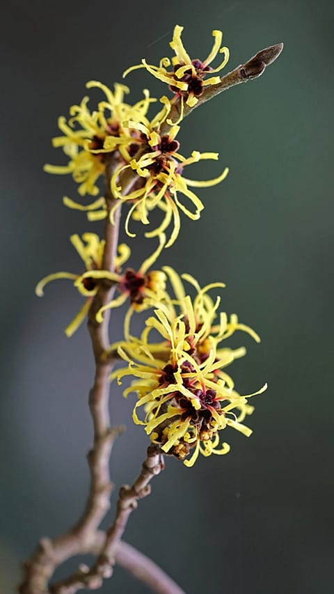 Hamamelis Bluete