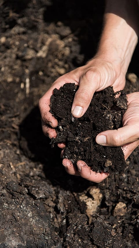 terre fertile