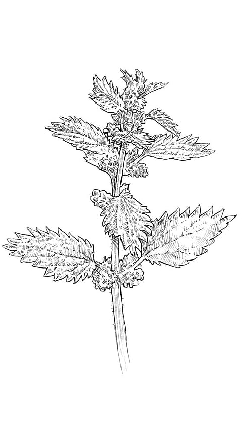 Petite plante d'ortie