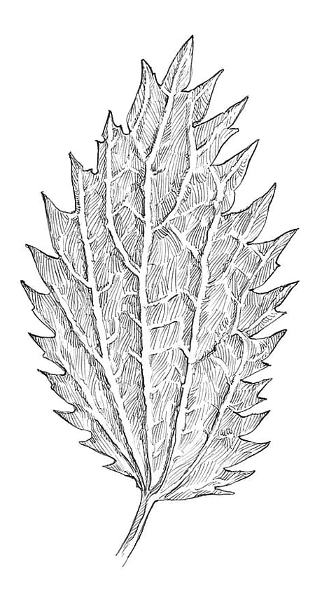 Petite feuille d'ortie