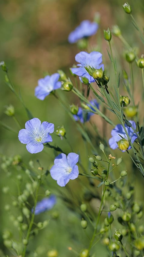 Fleurs de lin