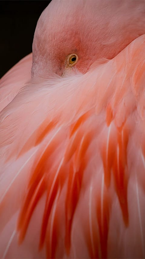 Flamant rose endormi