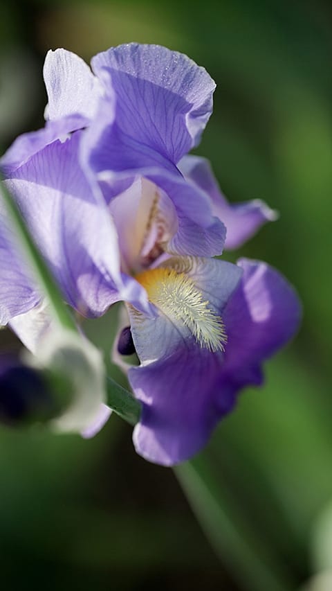 Nahaufnahme Irisblüte