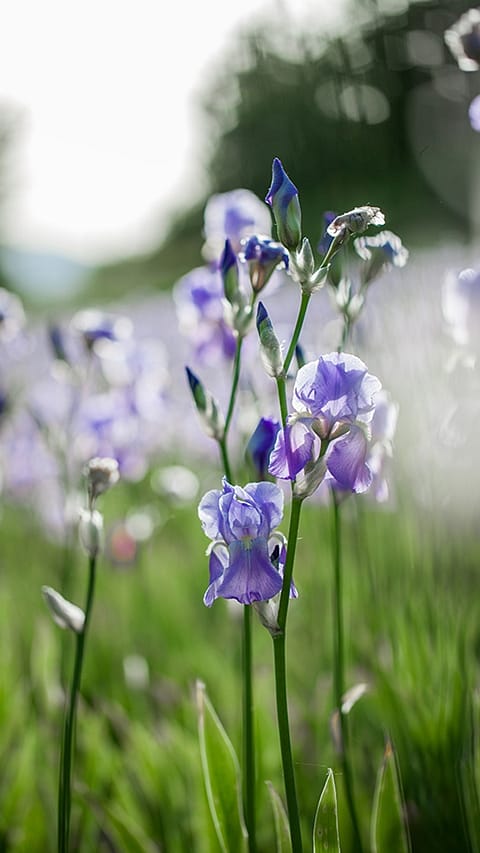 Iris