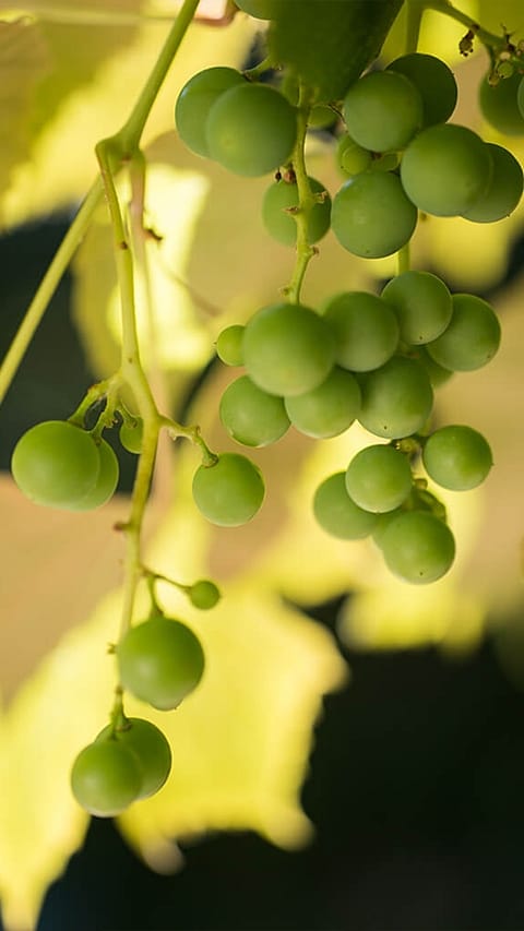 Raisins