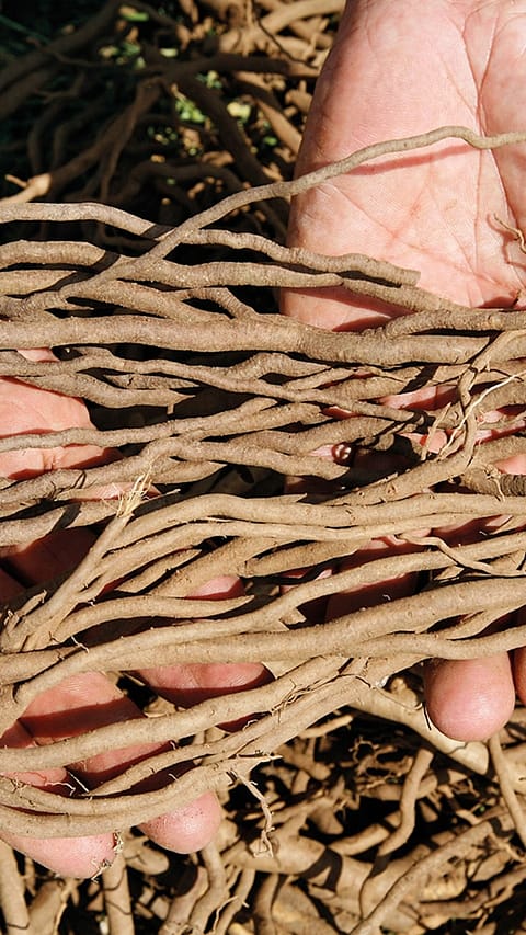 Racines d'échinacée