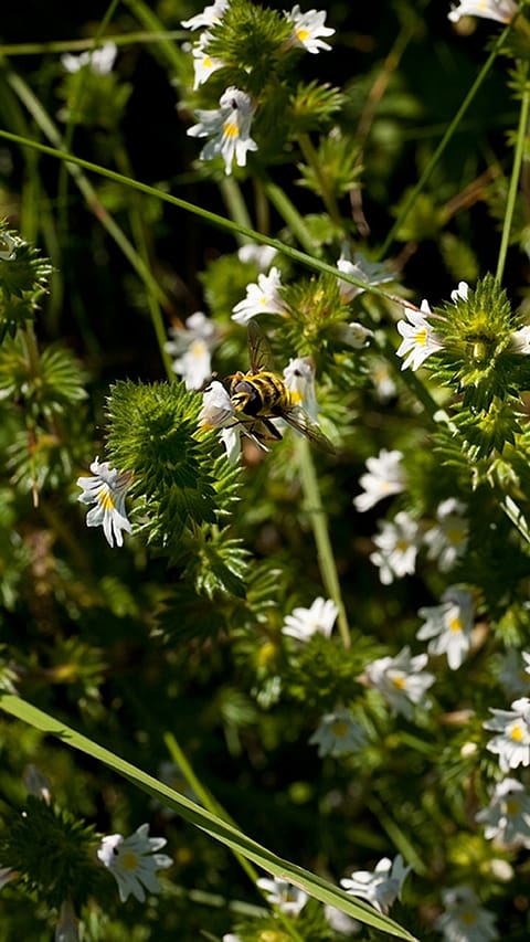Viele Euphrasia Blüten mit einer Biene
