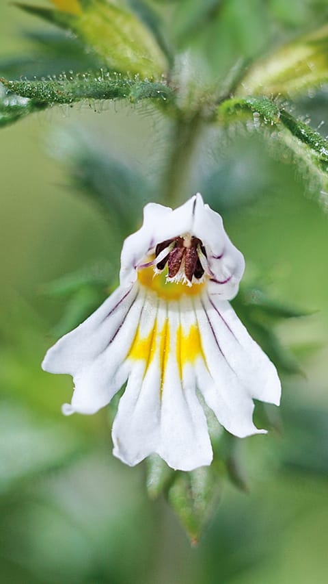 Eine Euphrasia Blüte von nahem