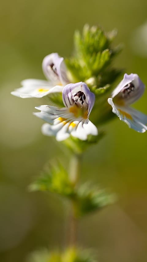 Drei Euphrasia Blüten von nahem