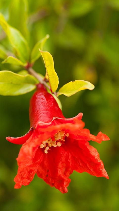 Granatapfelblüte