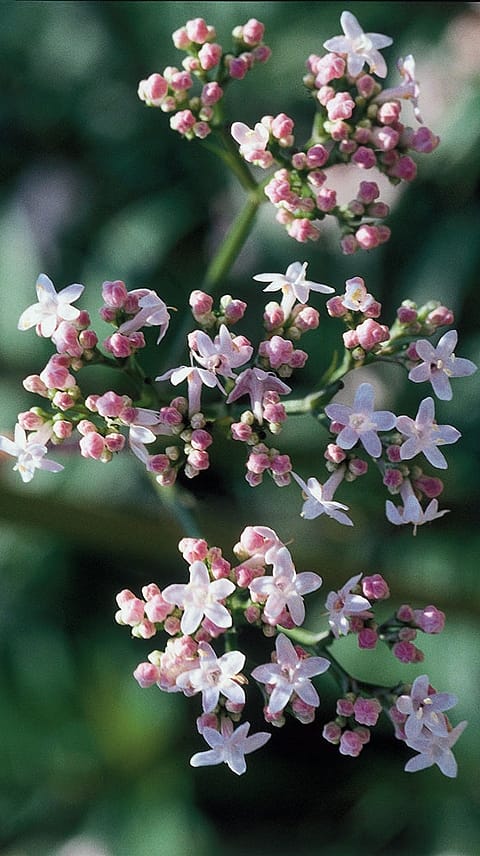 Centaurée, Centaurium minor