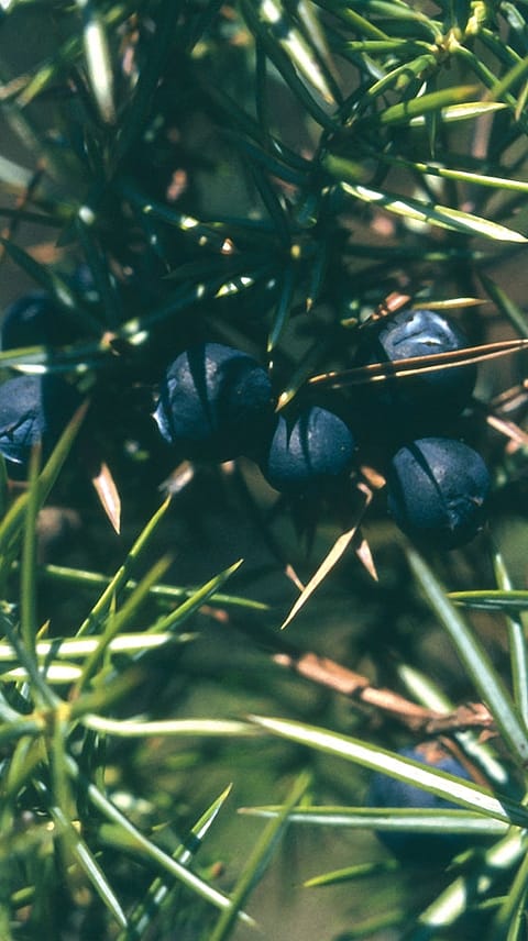 Genévrier, Juniperus