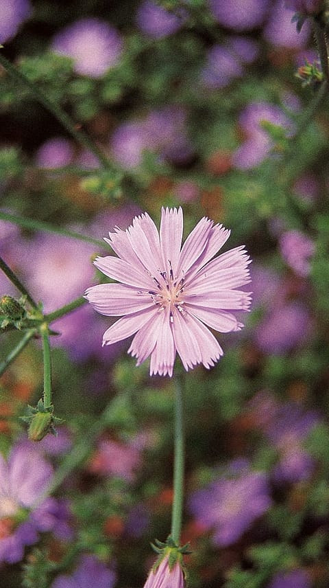 Chicorée sauvage, Cichorium