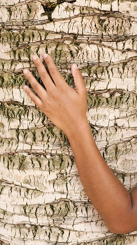 Bras de femme sur l'écorce d'un arbre
