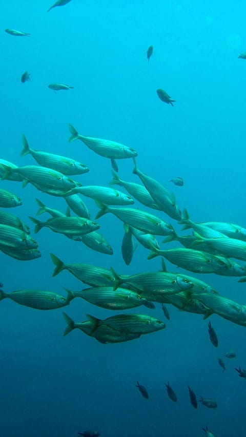 fische im ozean