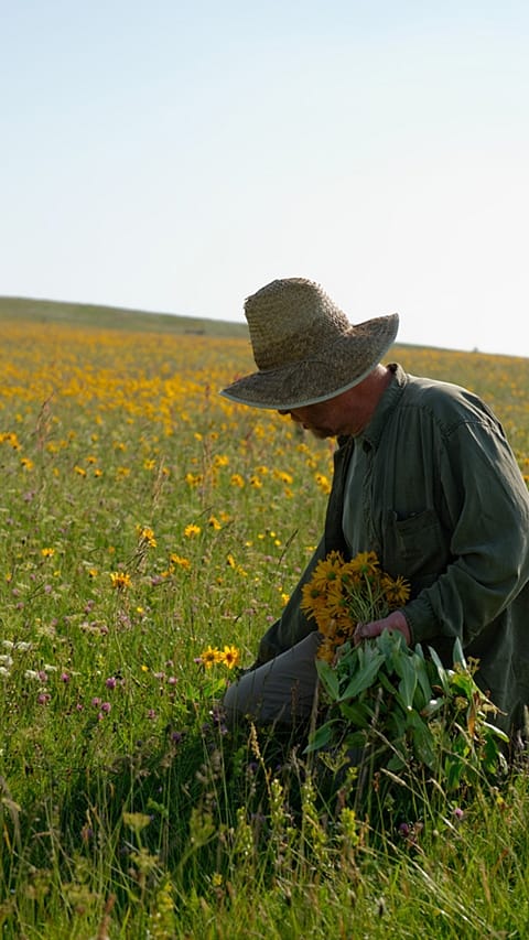 mann in arnica feld