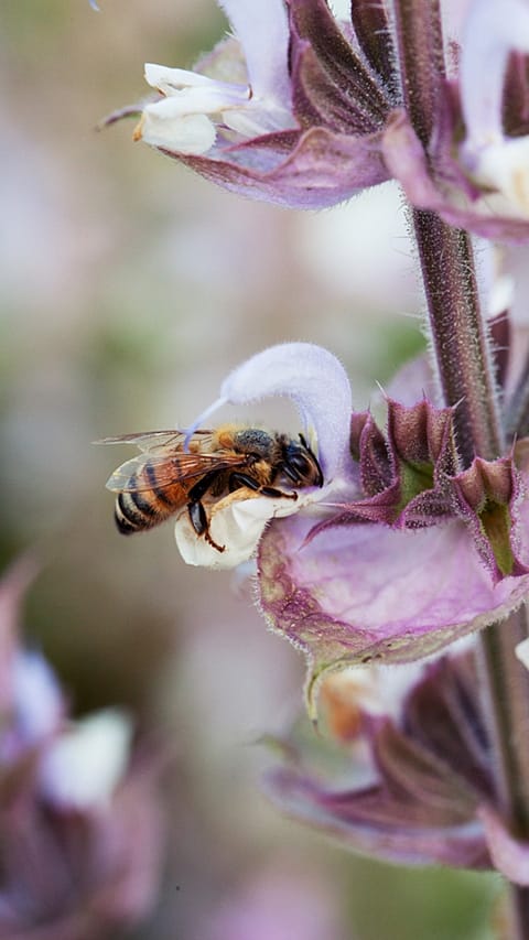 blüte