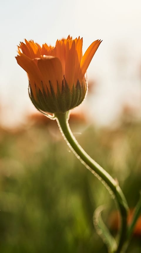 Calendulabluete auf dem Feld