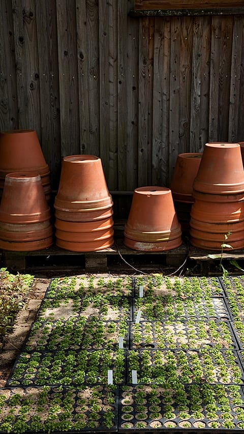 Plantes et pots