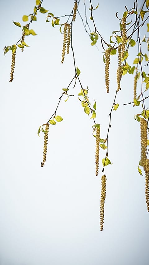 Fleurs de bouleau