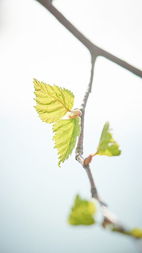 Feuille de bouleau