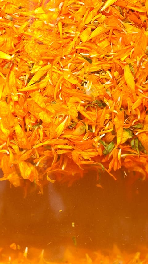 Pétales de calendula en liquide