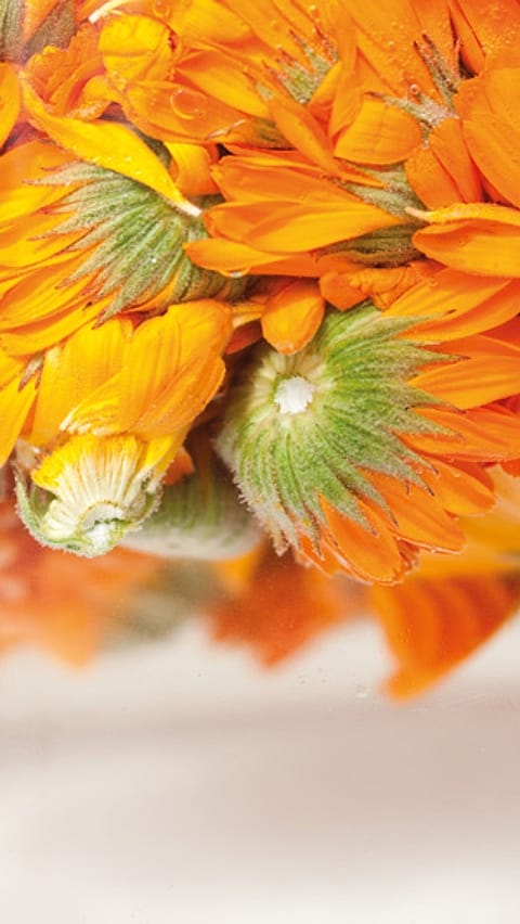 Fleurs entières de calendula